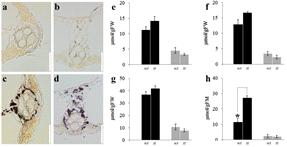 WT과 osdof11 돌연변이 사이의 starch와 soluble sugar의 비교