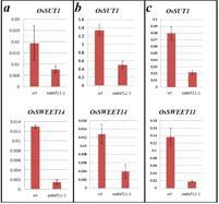 WT과 osdof11 돌연변이에서의 SUTs와 SWEETs 유전자의 발현 비교