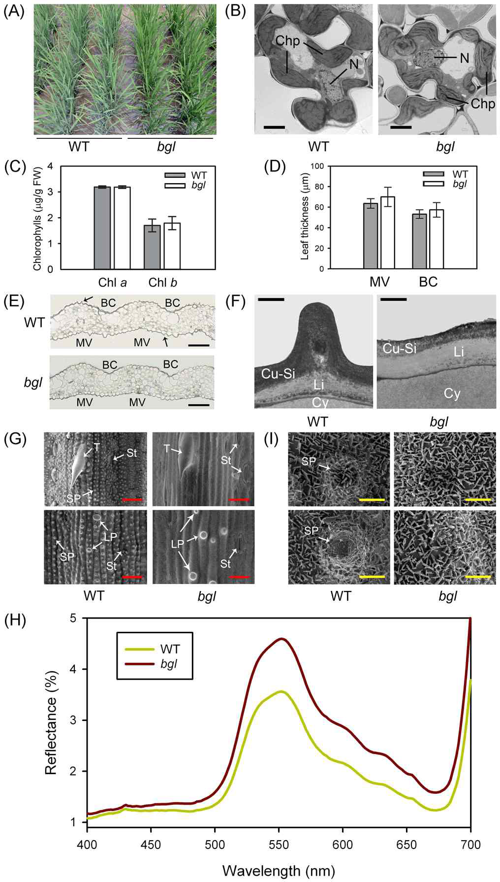 Phenotypic characterization of bgl mutants.