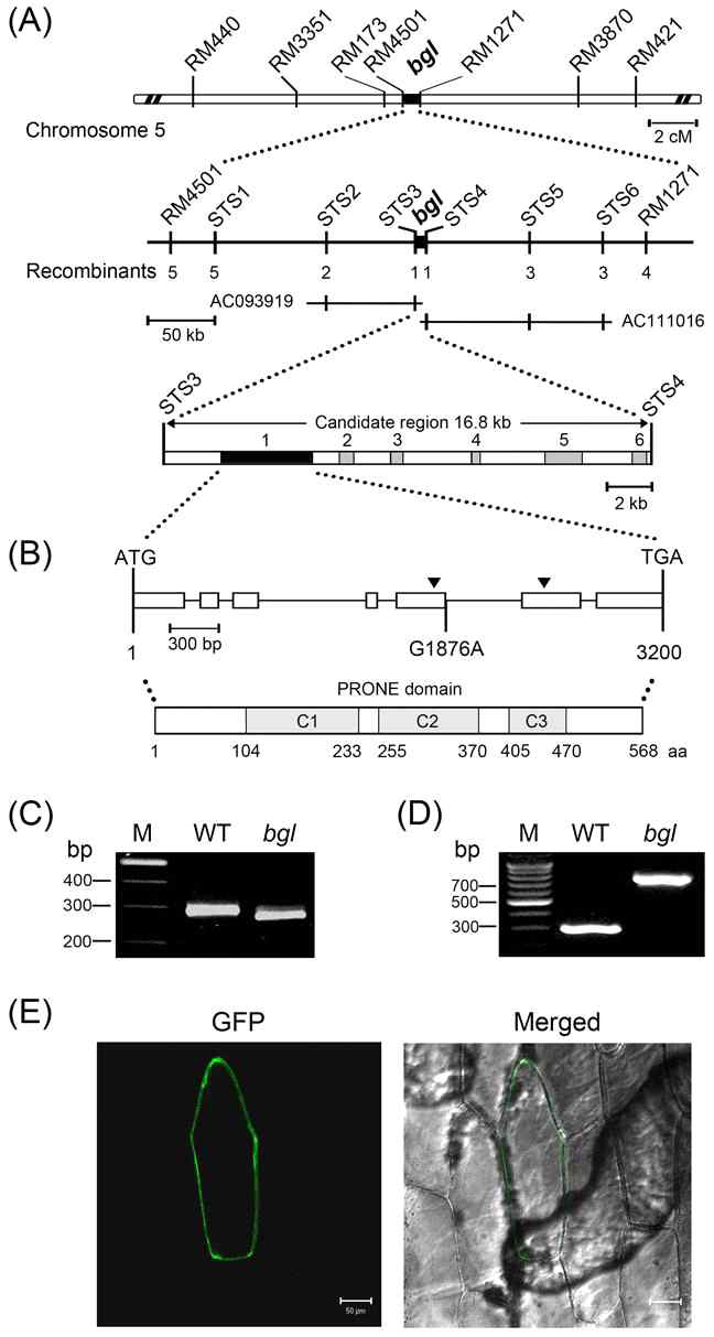 Map-based cloning of the bgl locus.