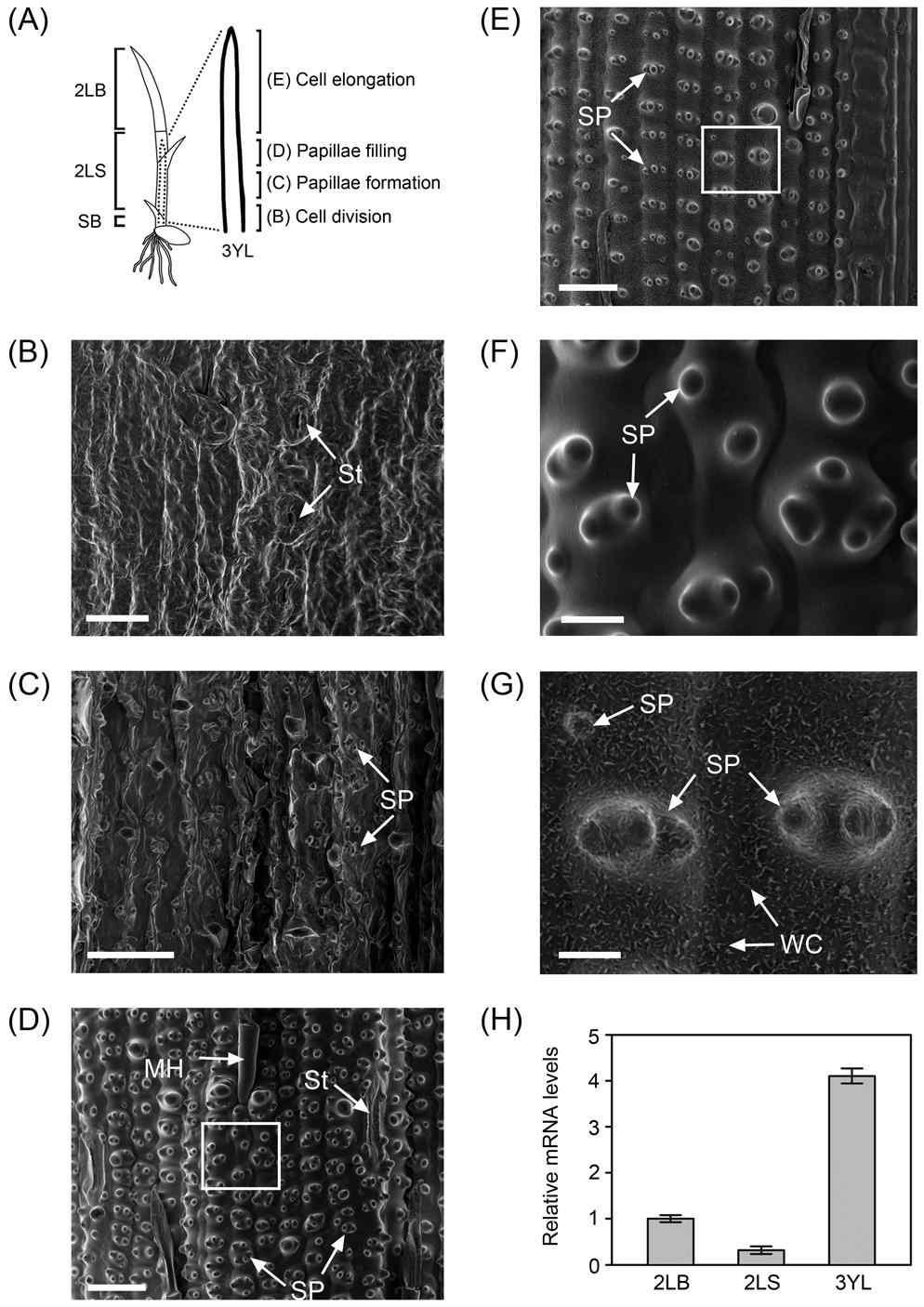 SEM analysis of SP development and expression patterns of OsRopGEF10.