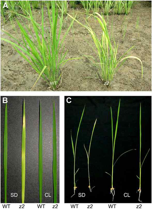 Phenotypic characterization of z2 mutant.