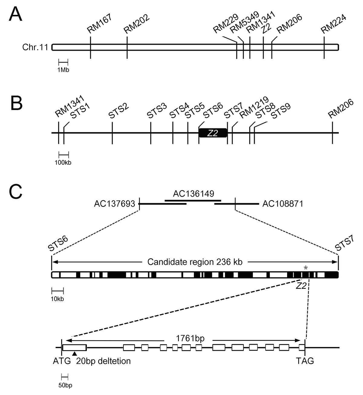 Map-based cloning of the z2 locus.