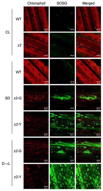 1O2 accumulation in the z2 mutant under different growth conditions.