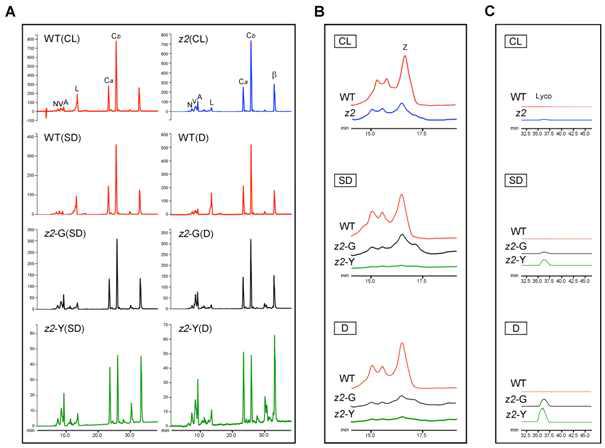 HPLC analysis of photosynthetic pigments in the WT and z2 leaves.