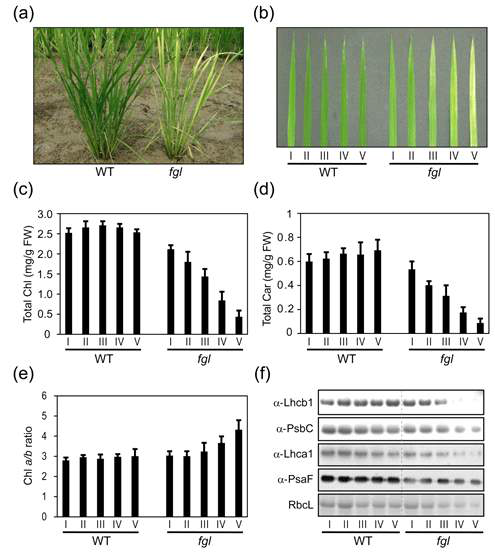 Phenotypic characterization of fgl mutant.