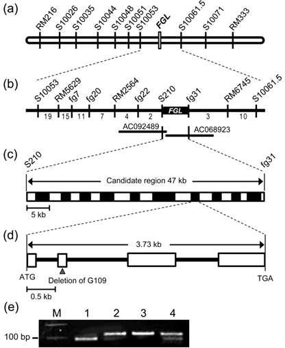 Map-based cloning of the fgl locus.