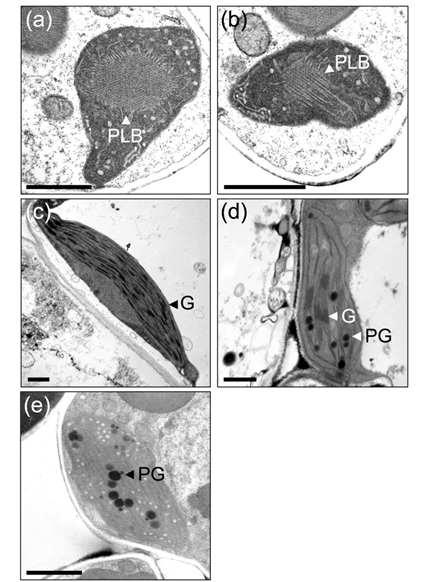 Transmission electron microscope (TEM) analysis of plastids in fgl.