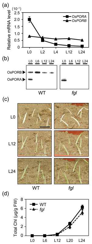 Abundance of OsPOR transcripts and OsPOR proteins during greening.