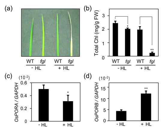 Effect of high light (HL) on Chl synthesis and OsPOR expression. Plants grown under SD conditions for 14 d were used for HL experiment.