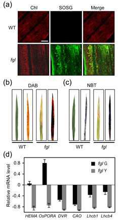 ROS and transcriptional analyses in fgl leaves.