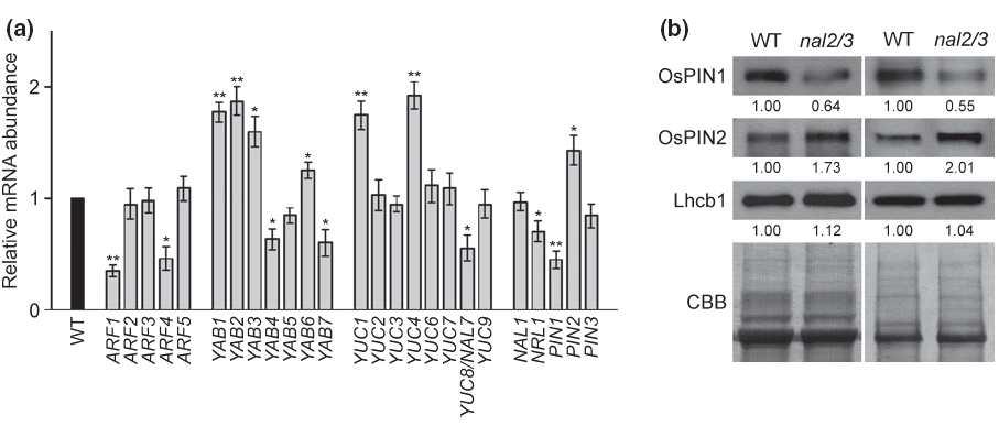 Altered mRNA and protein levels for genes associated with leaf development in nal2/3.