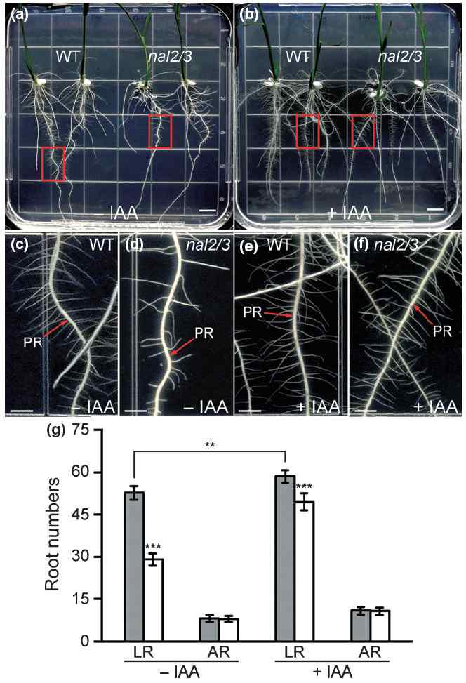 Reduced numbers of lateral roots in nal2/3 were partially rescued by treatment with exogenous IAA.