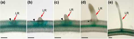 OsWOX3A expression during lateral root formation.