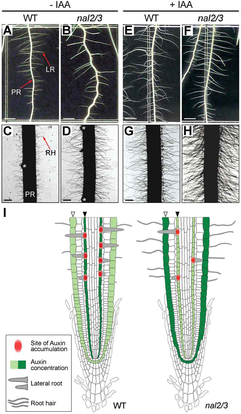 Lateral root and root hair phenotype of wild-type (WT) and nal2/3 plants with or without exogenous auxin treatment, and a proposed model for the coordinated development of lateral roots and root hairs by OsWOX3A-mediated auxin distribution in WT and nal2/3.