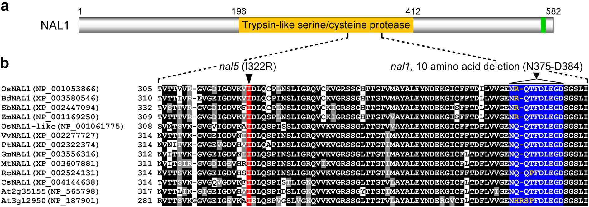 Sequence alignment of plant NAL1 homologs.