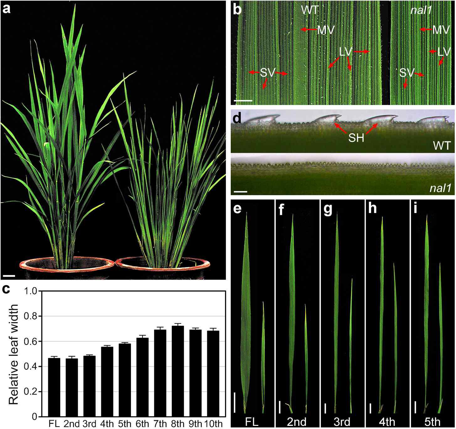 Phenotypic characteristics of the rice nal1 leaves.