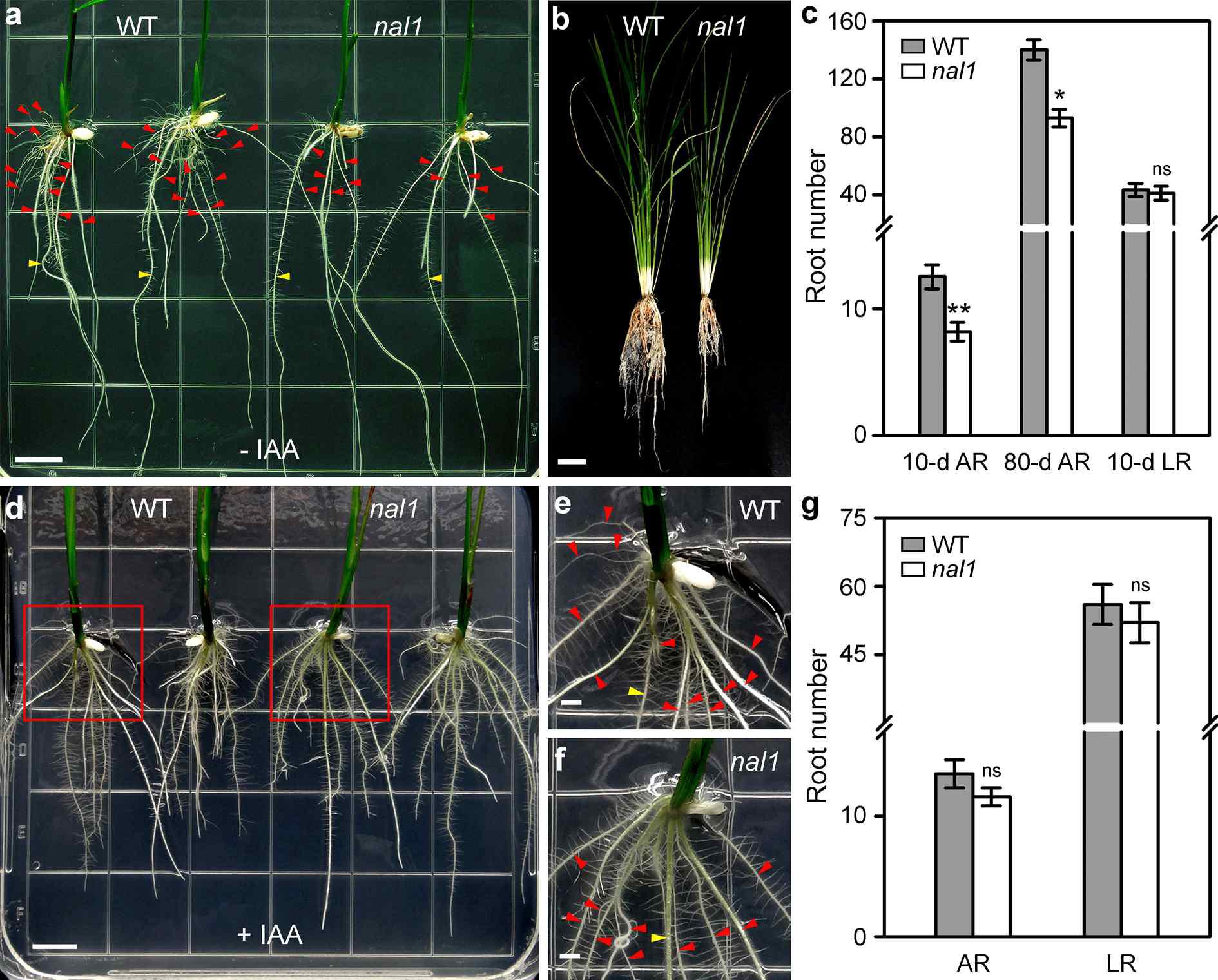 The reduced number of adventitious roots in nal1 was rescued by exogenous IAA treatment.