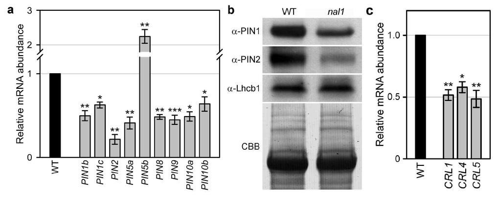 Altered expression of genes associated with polar auxin transport and adventitious root development in nal1.