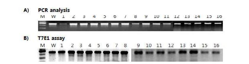 A) PCR amplification of transferred gene (PGD1::SSS4A::ZFN) in transgenic rice lines. B) T7E1 assay with PCR products. The amplification products were separated using a 2% agarose gel. Lane M; DNA ladder, Lane Lane W; wild type plant, Lane1~16; independent T1 lines.