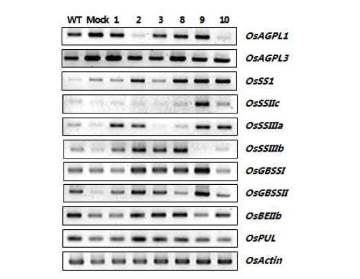 Expression levels of some genes associated with starch synthesis pathway. As a loading control, the samples were also amplified with specific primers for the rice actin gene for qRT-PCR values. The amplification products were separated using a 1.5 % agarose gel. Lane M; DNA ladder, Lane Lane WT; wild type plant, Lane Mock; only vector as Mock control, Lane1, 2, 3, 8, 9, 10; independent T1 lines.