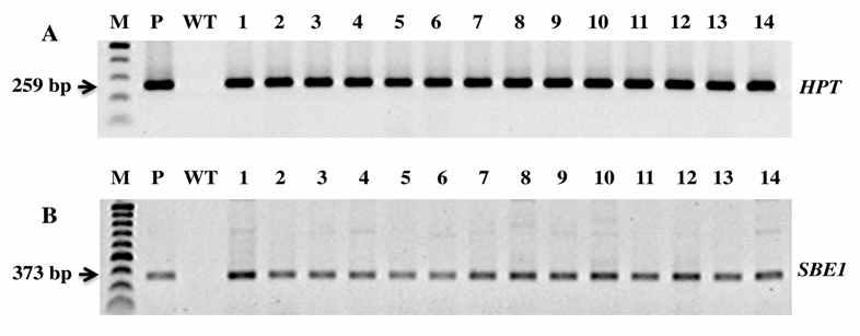 Analysis of hygromycin phosphotransferase(HPT) gene and starch branching enzyme1(Sbe1) gene in transgenic rice plants introduced with 35S::Sbe1 recombinant vector by Agrobacterium-mediated method.