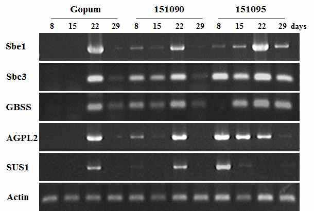 The semi-quantitative RT-PCR of Sbe1, Sbe3, GBSS, Sus1, AGPL2 gene for wild type and transgenic plants. Actin gene as the control was used for semi-quantitative RT-PCR.
