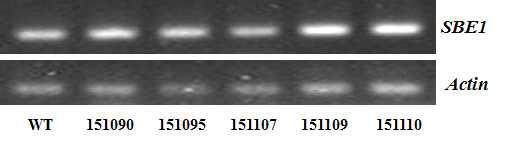 The semi-quantitative RT-PCR analysis with immature seeds as sampled at 22 days after flowering in T4 generation that showed single copy number.