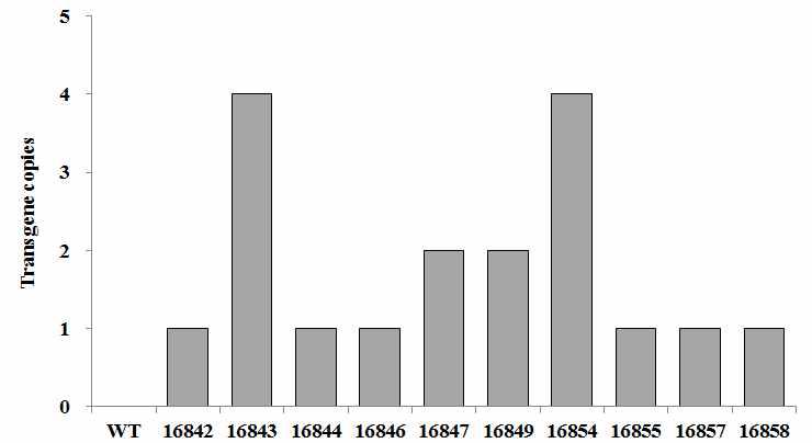 Transgene copies in wild type and T5 lines detected by quantitative real-time genomic DNA PCR.