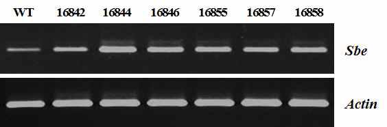 The semi-quantitative RT-PCR analysis with immature seeds as sampled at 28 days after flowering in T5 generation that showed single copy number.