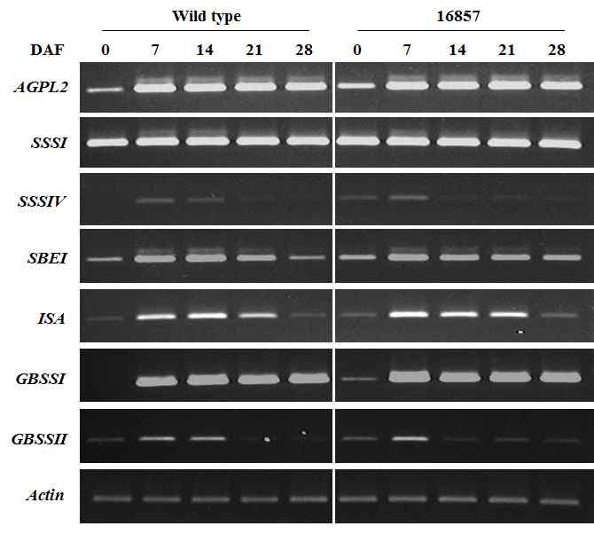 The semi-quantitative RT-PCR of AGPL2, SSSI, SSSIV, SBE1, ISA, GBSSI, GBSSII gene for wild type and transgenic plants. Actin gene as the control was used for semi-quantitative RT-PCR.