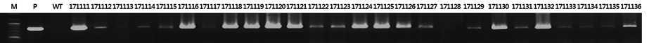 Expression analysis of hygromycin phosphotransferase(HPT) gene in transgenic rice T6 plants introduced with 35S::Sbe1 recombinant vector by Agrobacterium – mediated method.