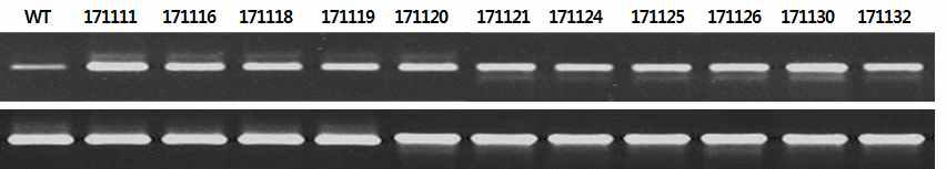 The semi-quantitative RT-PCR analysis with immature seeds as sampled at 28 days after flowering in T5 generation. *Actin was amplified as a internal control as shown at the bottom.