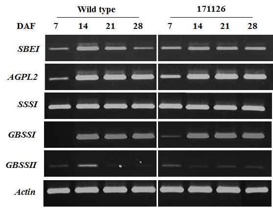 The semi-quantitative RT-PCR of AGPL2, SSSI, SSSIV, SBE1, ISA, GBSSI, GBSSII gene for wild type and transgenic plants. Actin gene as the control was used for semi-quantitative RT-PCR.
