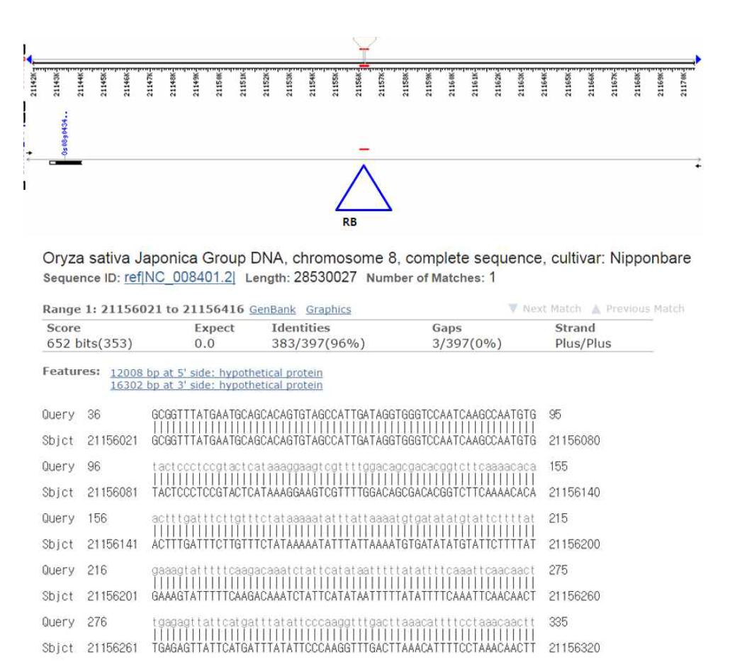 Determination of T-DNA insertion locus by hiTAIL-PCR.