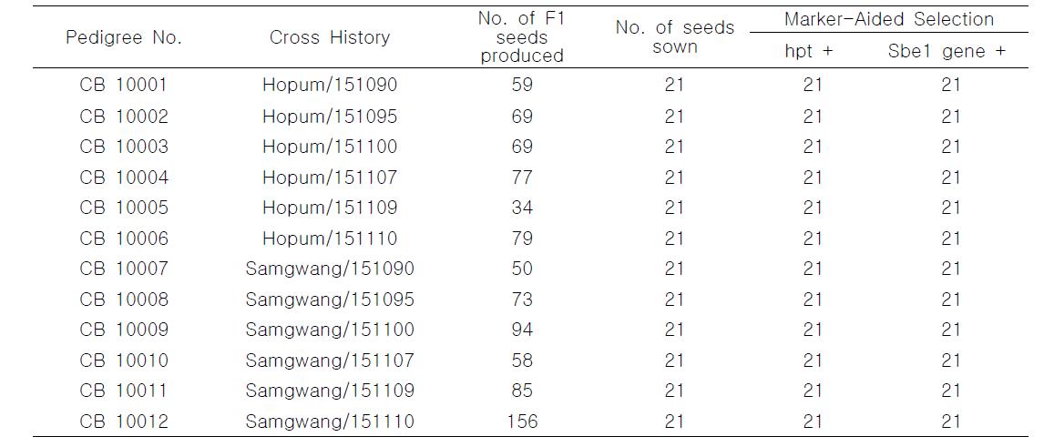 Generation of first filial generation involving widely grown cultivars and OsSbe1 overexpression lines.