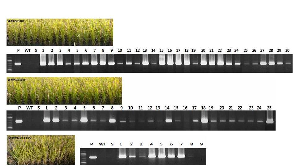 Phenotype of F2 plants and wild type (Gopum), S (Samkwang) and PCR analysis of hygromycin phosphotransferase(HPT) gene in F3 plants of cross combinations.