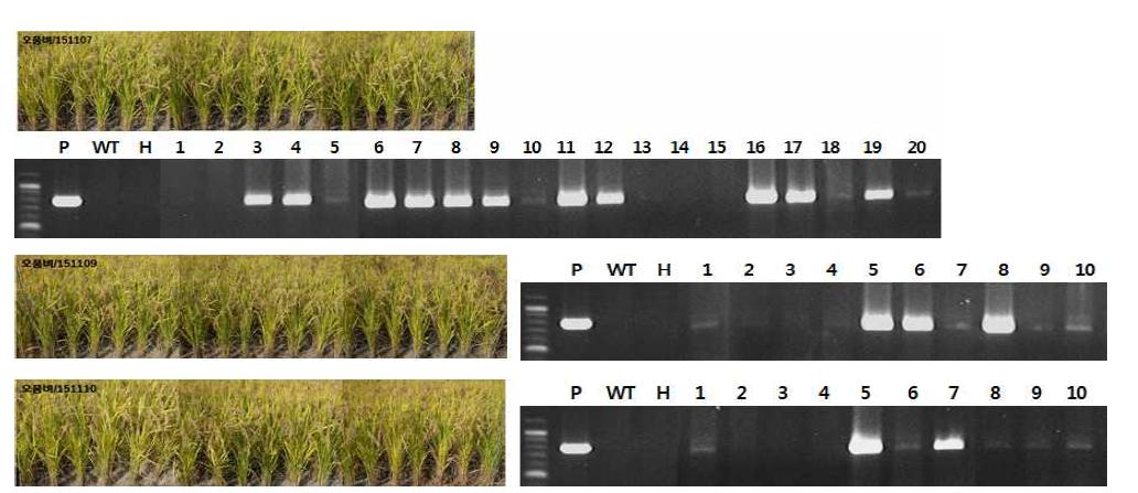 Phenotype of F2 plants and wild type (Gopum), H (Hopum) and PCR analysis of hygromycin phosphotransferase(HPT) gene in F3 plants of cross combinations.