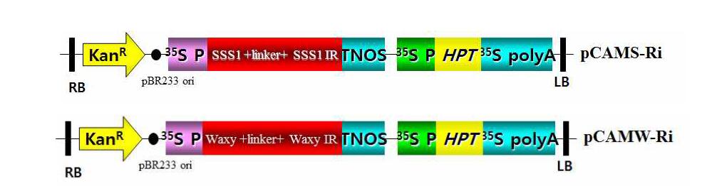 Recombinant vector construction of 35S::Waxy-Ri (pCAMW-Ri) and 35S::SSS1-Ri (pCAMS-Ri).