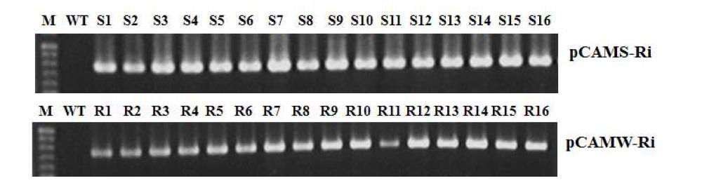 PCR analysis of transgenic rice plants with pCAMW-Ri and pCAMS-Ri using primers PIY-Fw and PIY-RV.