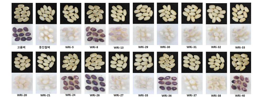 Iodine staining of RNAi-GBSS1 transgenic rice seeds.