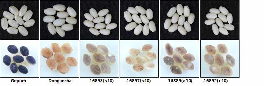 Isodine staining of wild type, Dongjinchalbyeo, and RNAi-GBSS1 transgenic rice seeds.