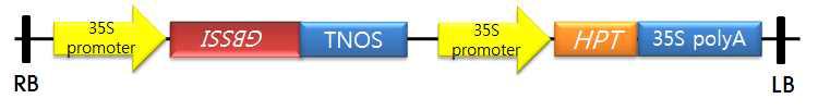 Recombinant vector construction of 35S::Waxy-AS (pCAMW-AS).