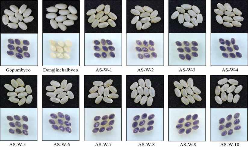 Iodine staining of wild type, Dongjinchalbyeo, and antisense-GBSS1 transgenic rice seeds.