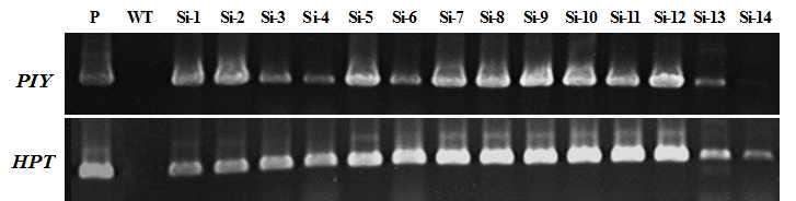 PCR analysis of T1 transgenic rice plants with pCAMS-Ri using primers PIY-Fw, PIY-RV and HPT.