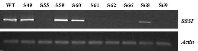 The semi-quantitative RT-PCR analysis with immature seeds as sampled at 28 days after flowering in T1 generation.