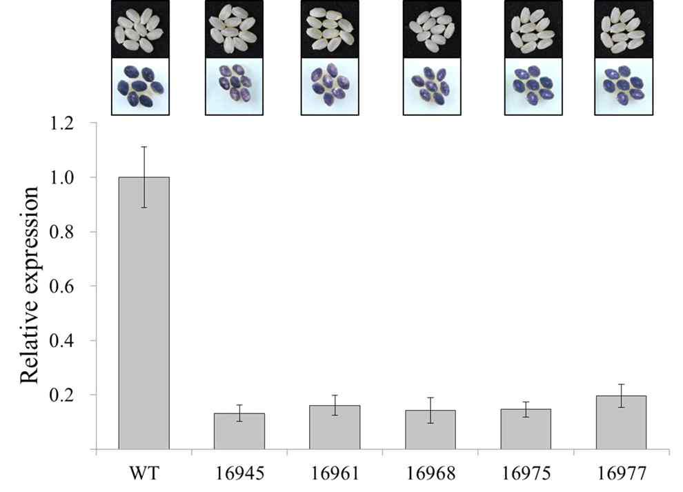 Iodine staining and mRNA expression of wild type and RNAi-SSSI transgenic rice seeds. Iodine analysis wasconducted using dried mature grain and grain samples were collected at 22 days after flowering (DAF) to mRNAexpression analysis.