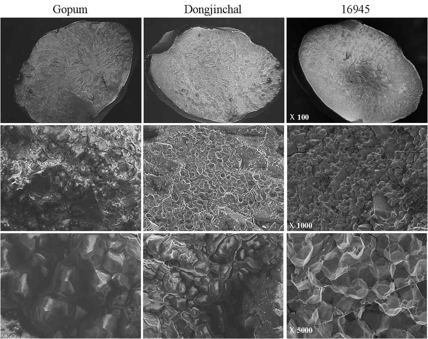 The scanning electron microscope (SEM) analysis of Gopum (wild type), Dongjinchal (glutinous rice), and transgenic mature grain.