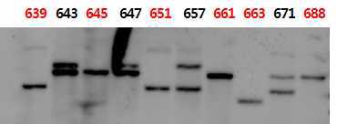 Analysis of copy number by Southern blotting.