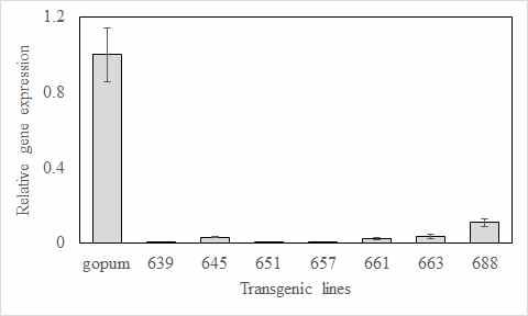 mRNA expression of wild type and RNAi-SSSI transgenic rice seeds. Grain samples were collected at 22 days after flowering (DAF) to mRNA expression analysis.